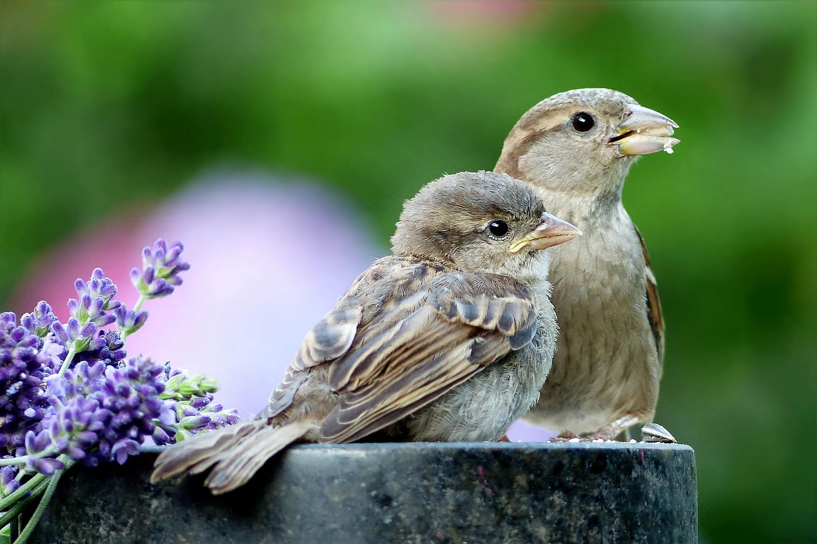 Mom and baby bird